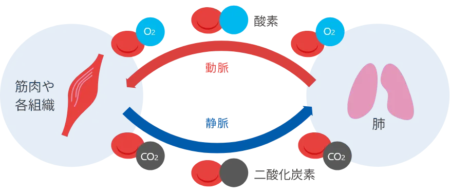酸素と二酸化炭素を運んでいるイラスト