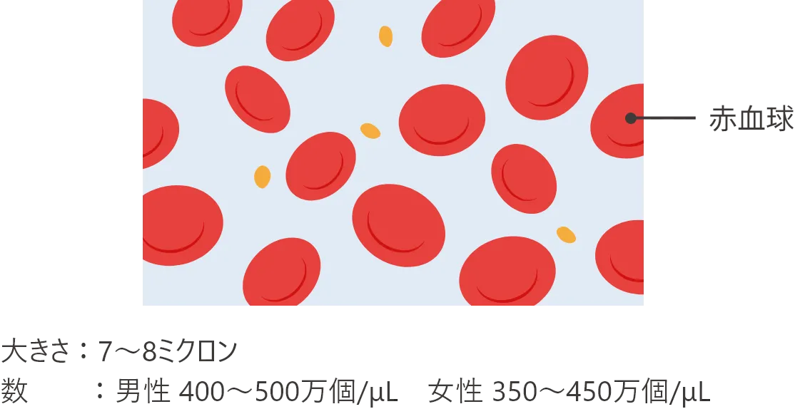 赤血球の大きさは7〜8ミクロン、数は男性が400〜500万個/μL、女性が350〜450万個/μL