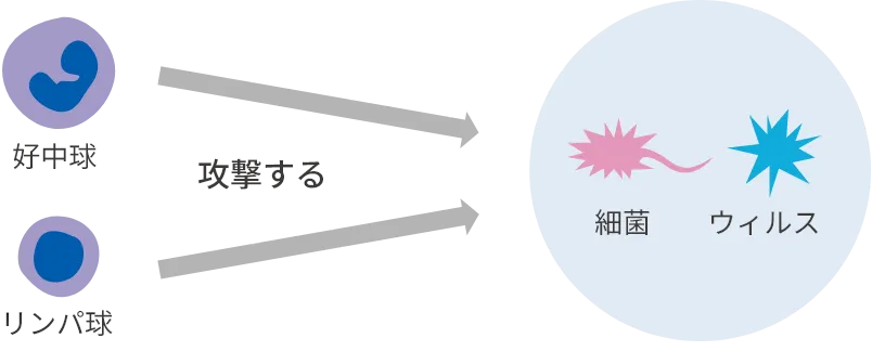 好中球とリンパ球が細菌やウィルスを攻撃しているイラスト