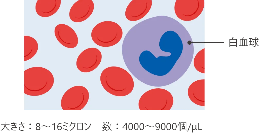 白血球の大きさは8〜16ミクロン、数は4000〜9000個/μL