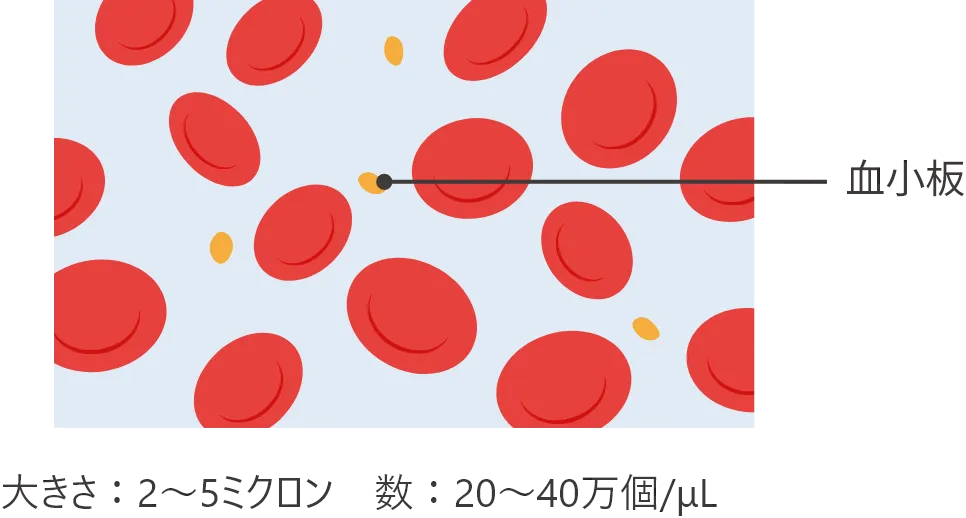 ⾎⼩板の大きさは2〜5ミクロン、数は20〜40万個/μL