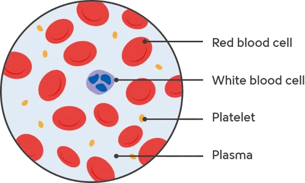A diagram showing the components of blood cells.