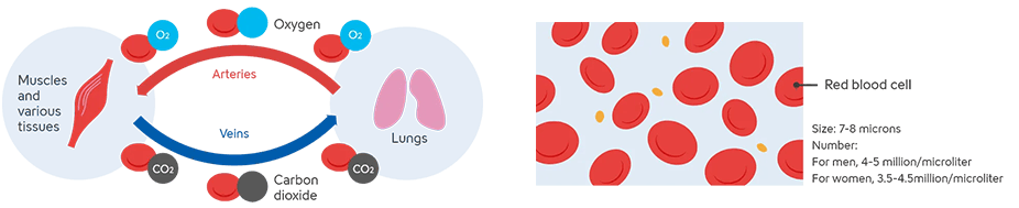 A diagram illustrating blood circulation and the role of red blood cells. Muscles and body tissues are shown on the left, and the lungs on the right, depicting how oxygen (O₂) and carbon dioxide (CO₂) are transported by red blood cells. Red arrows indicate arteries and blue arrows indicate veins, showing how oxygen is delivered to tissues where it is used and carbon dioxide is produced, and how carbon dioxide is released and oxygen is taken up in the lungs. On the right, an enlarged view of red blood cells is shown, along with their size (7–8 micrometers) and approximate red blood cell counts by sex (4.0–5.0 million per microliter for males and 3.5–4.5 million per microliter for females).