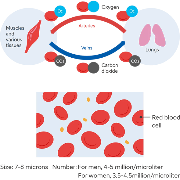 A diagram illustrating blood circulation and the role of red blood cells. Muscles and body tissues are shown on the left, and the lungs on the right, depicting how oxygen (O₂) and carbon dioxide (CO₂) are transported by red blood cells. Red arrows indicate arteries and blue arrows indicate veins, showing how oxygen is delivered to tissues where it is used and carbon dioxide is produced, and how carbon dioxide is released and oxygen is taken up in the lungs. On the right, an enlarged view of red blood cells is shown, along with their size (7–8 micrometers) and approximate red blood cell counts by sex (4.0–5.0 million per microliter for males and 3.5–4.5 million per microliter for females).