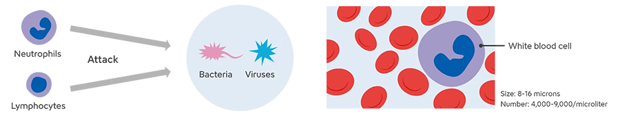 A diagram illustrating how white blood cells attack bacteria and viruses. On the left, neutrophils and lymphocytes are shown, with arrows indicating their attack toward bacteria and viruses in the center. On the right, an enlarged view of white blood cells is shown, along with their size (8–16 micrometers) and an approximate count in the body (4,000–9,000 per microliter).