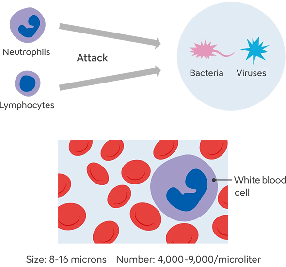 A diagram illustrating how white blood cells attack bacteria and viruses. On the left, neutrophils and lymphocytes are shown, with arrows indicating their attack toward bacteria and viruses in the center. On the right, an enlarged view of white blood cells is shown, along with their size (8–16 micrometers) and an approximate count in the body (4,000–9,000 per microliter).
