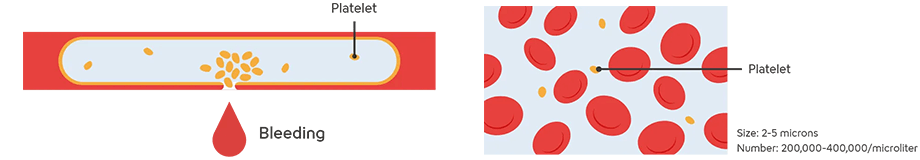 A diagram illustrating the role of platelets. It shows bleeding from an injured blood vessel and platelets gathering and forming a clot to seal the wound. On the right side, an enlarged view of platelets is shown, along with their size (2–5 micrometers) and an approximate count in the body (200,000–400,000 per microliter).