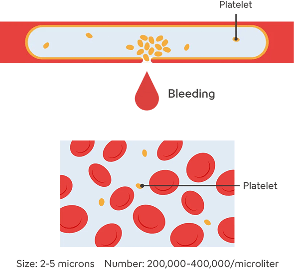 A diagram illustrating the role of platelets. It shows bleeding from an injured blood vessel and platelets gathering and forming a clot to seal the wound. On the right side, an enlarged view of platelets is shown, along with their size (2–5 micrometers) and an approximate count in the body (200,000–400,000 per microliter).