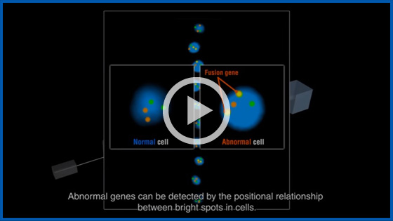 Reference Animation of Flow FISH