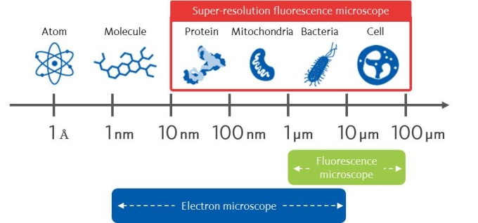 Cellular Molecule Size and Measurement Technology