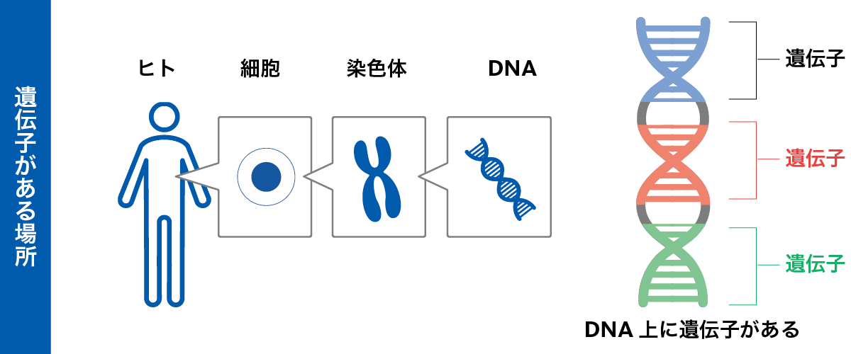 遺伝子とは