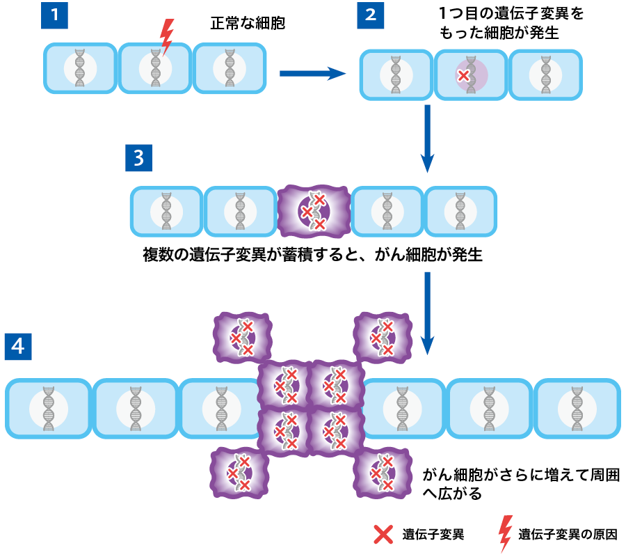 がんが発生する仕組み