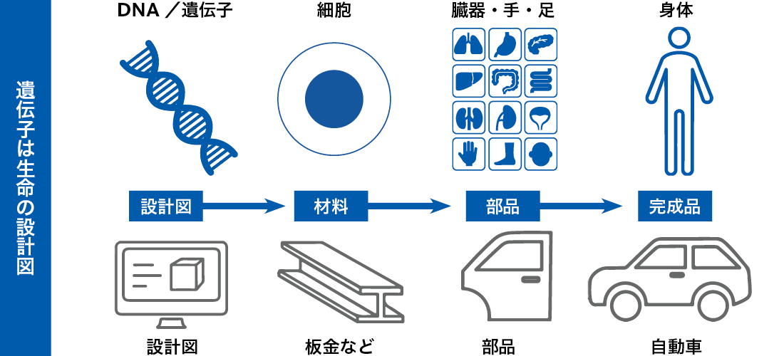 遺伝子とは