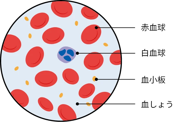 ⾎液成分の図