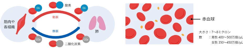 血液の循環と赤血球のイメージ図。左側に筋肉や組織、右側に肺が描かれ、酸素（O₂）と二酸化炭素（CO₂）が赤血球によって運ばれる様子を示す。赤い矢印は動脈を、青い矢印は静脈を示し、組織で酸素が使われて二酸化炭素が生じ、肺で二酸化炭素が排出され酸素が取り込まれる流れを表している。右側には赤血球の拡大図があり、赤血球の大きさ（7〜8ミクロン）と、男女別の赤血球数の目安（男性 400〜500万個/μL、女性 350〜450万個/μL）が記載されている。