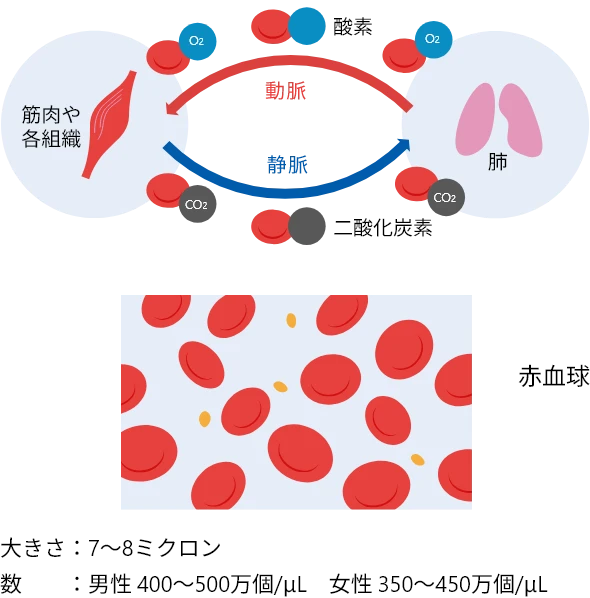 血液の循環と赤血球のイメージ図。左側に筋肉や組織、右側に肺が描かれ、酸素（O₂）と二酸化炭素（CO₂）が赤血球によって運ばれる様子を示す。赤い矢印は動脈を、青い矢印は静脈を示し、組織で酸素が使われて二酸化炭素が生じ、肺で二酸化炭素が排出され酸素が取り込まれる流れを表している。下部には赤血球の拡大図があり、赤血球の大きさ（7〜8ミクロン）と、男女別の赤血球数の目安（男性 400〜500万個/μL、女性 350〜450万個/μL）が記載されている。