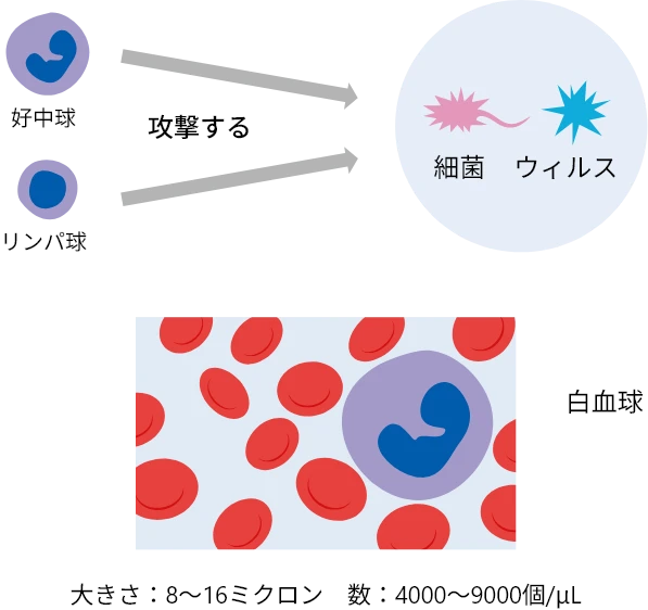 白血球が細菌やウイルスを攻撃する様子を示した図。左側に好中球とリンパ球が描かれ、それらの矢印が中央の細菌とウイルスに向かって攻撃する様子を表している。下部には白血球の拡大図があり、白血球の大きさ（8〜16ミクロン）と、体内に存在する数の目安（4000〜9000個/μL）が記載されている。