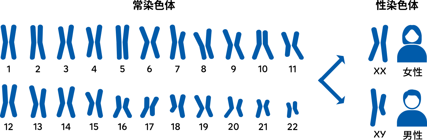 ヒトの染色体には22対の常染色体と１対の性染色体から構成されています。ヒトの常染色体には番号がつけられており、1番染色体から22番染色体まであります。それぞれ2本ずつ対を成し存在しています。ヒトの性染色体には見た目の大きく異なる2種類があり、それぞれX染色体とY染色体という名前がついています。性染色体としてX染色体を2本もっているのが女性、X染色体とY染色体を1本ずつもっているのが男性です。