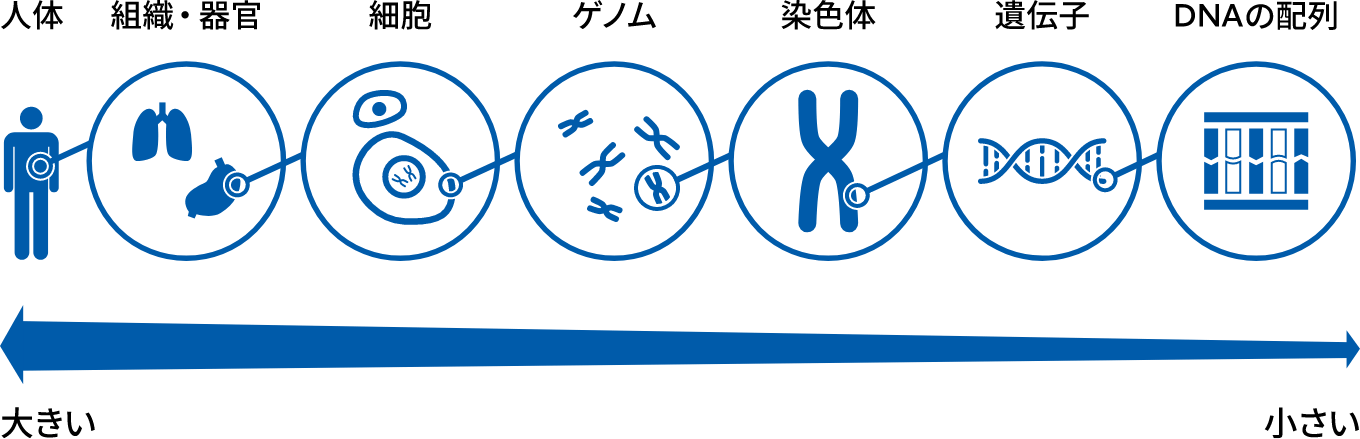 私たちの体は細胞からできており、細胞の中心の核には染色体があります。染色体を構成しているのはDNAです。目に見えない小さなDNAから私たちの体が作られているのです。