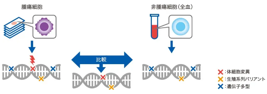 マッチドペア検査のイメージ図