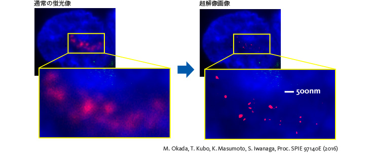 癌細胞株での応用例